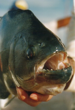 Pict0004.JPG